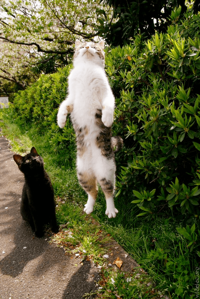 動物の色んなポーズ