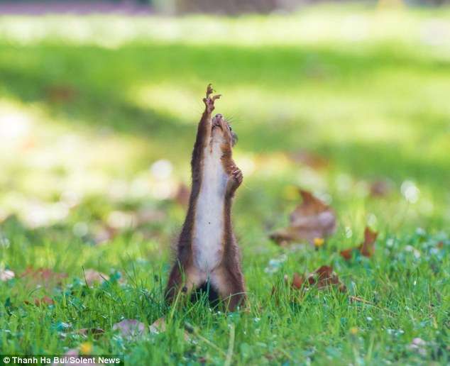 動物の色んなポーズ