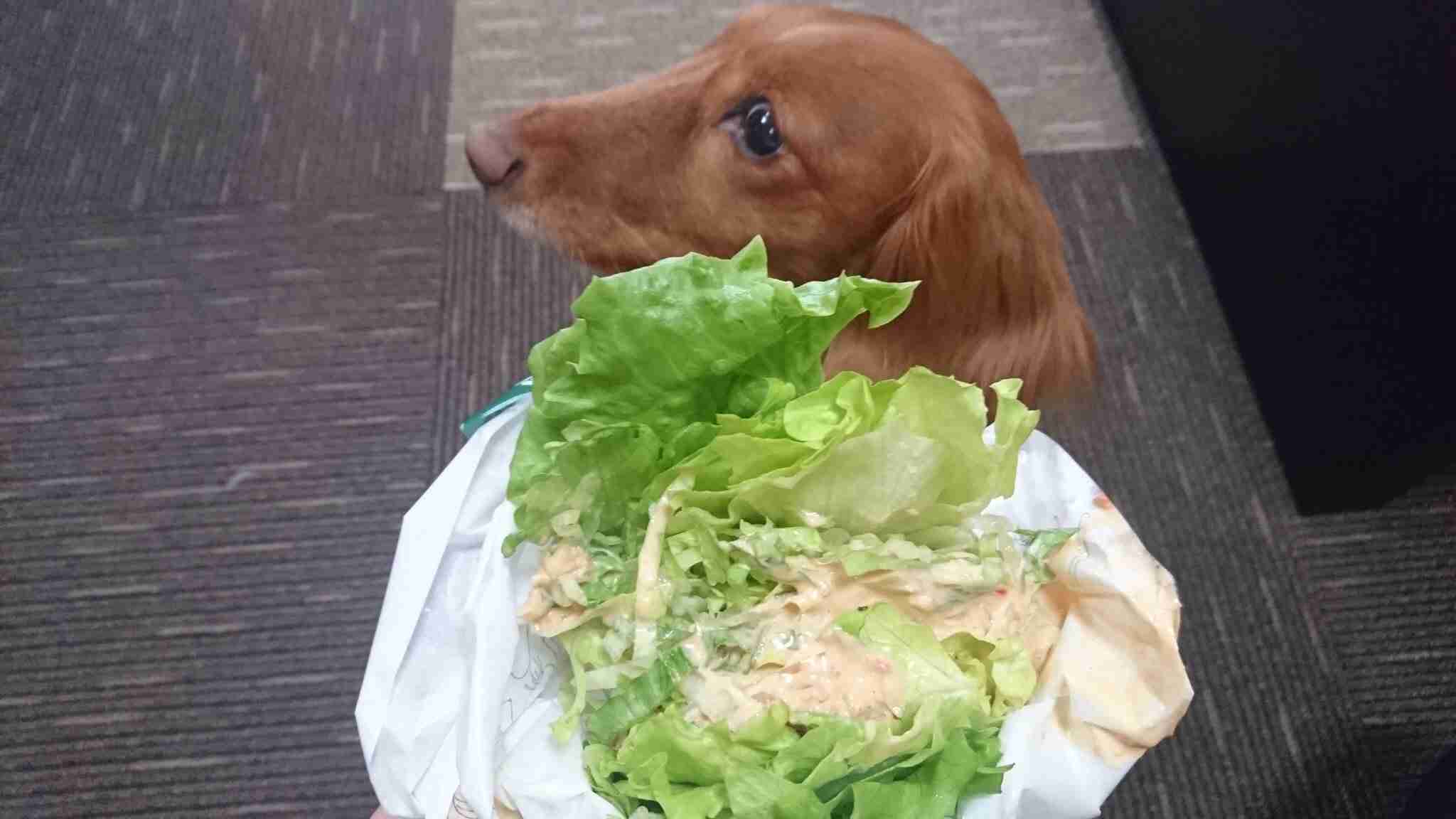 出番の多い野菜は何ですか?
