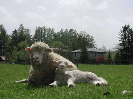 現在好きな動物ランキング1位の動物