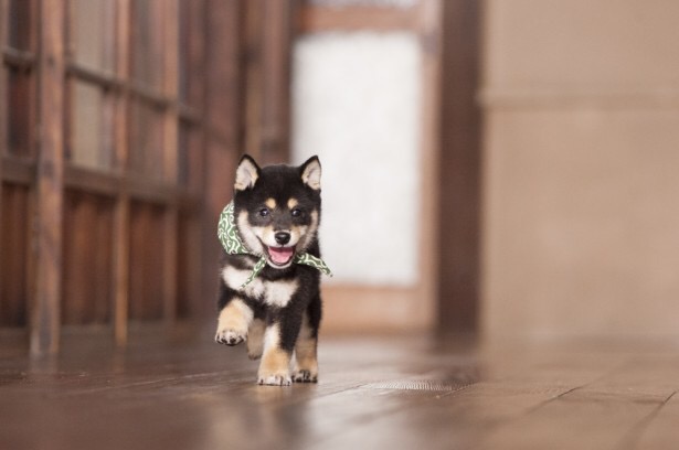 現在好きな動物ランキング1位の動物