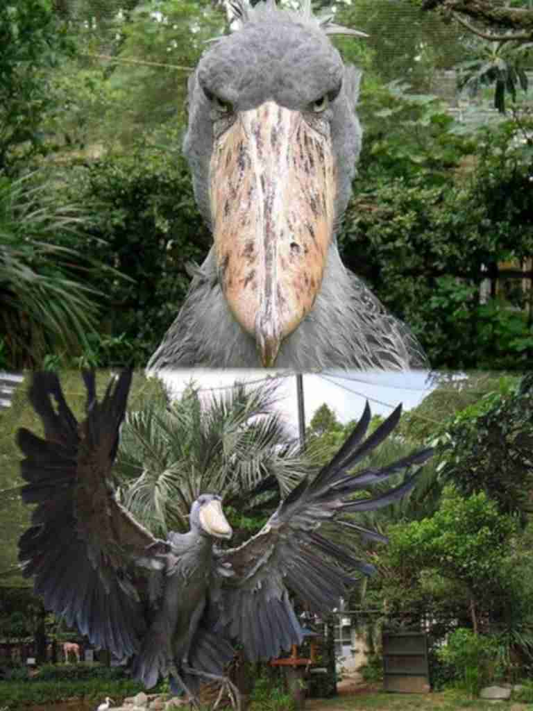 現在好きな動物ランキング1位の動物