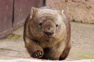 現在好きな動物ランキング1位の動物