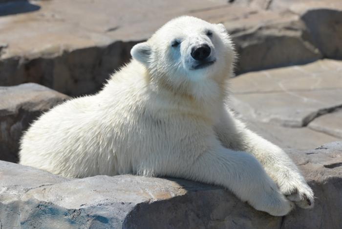 現在好きな動物ランキング1位の動物