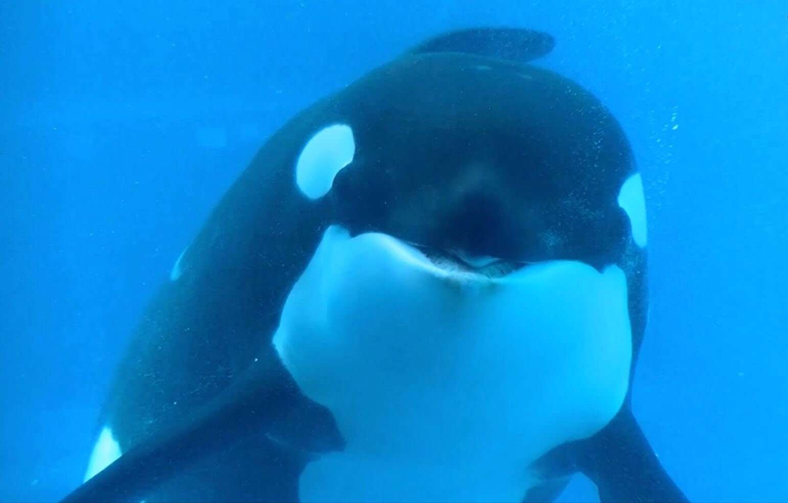 現在好きな動物ランキング1位の動物