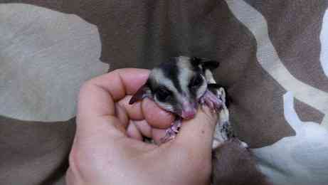 現在好きな動物ランキング1位の動物