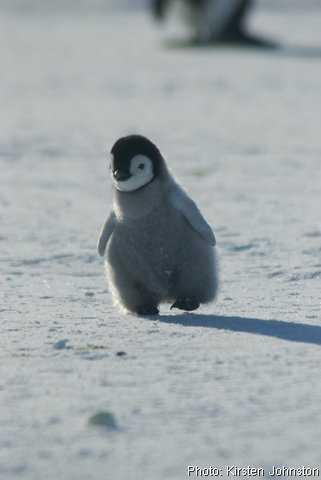 現在好きな動物ランキング1位の動物
