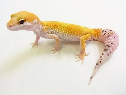 現在好きな動物ランキング1位の動物