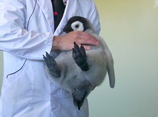 現在好きな動物ランキング1位の動物