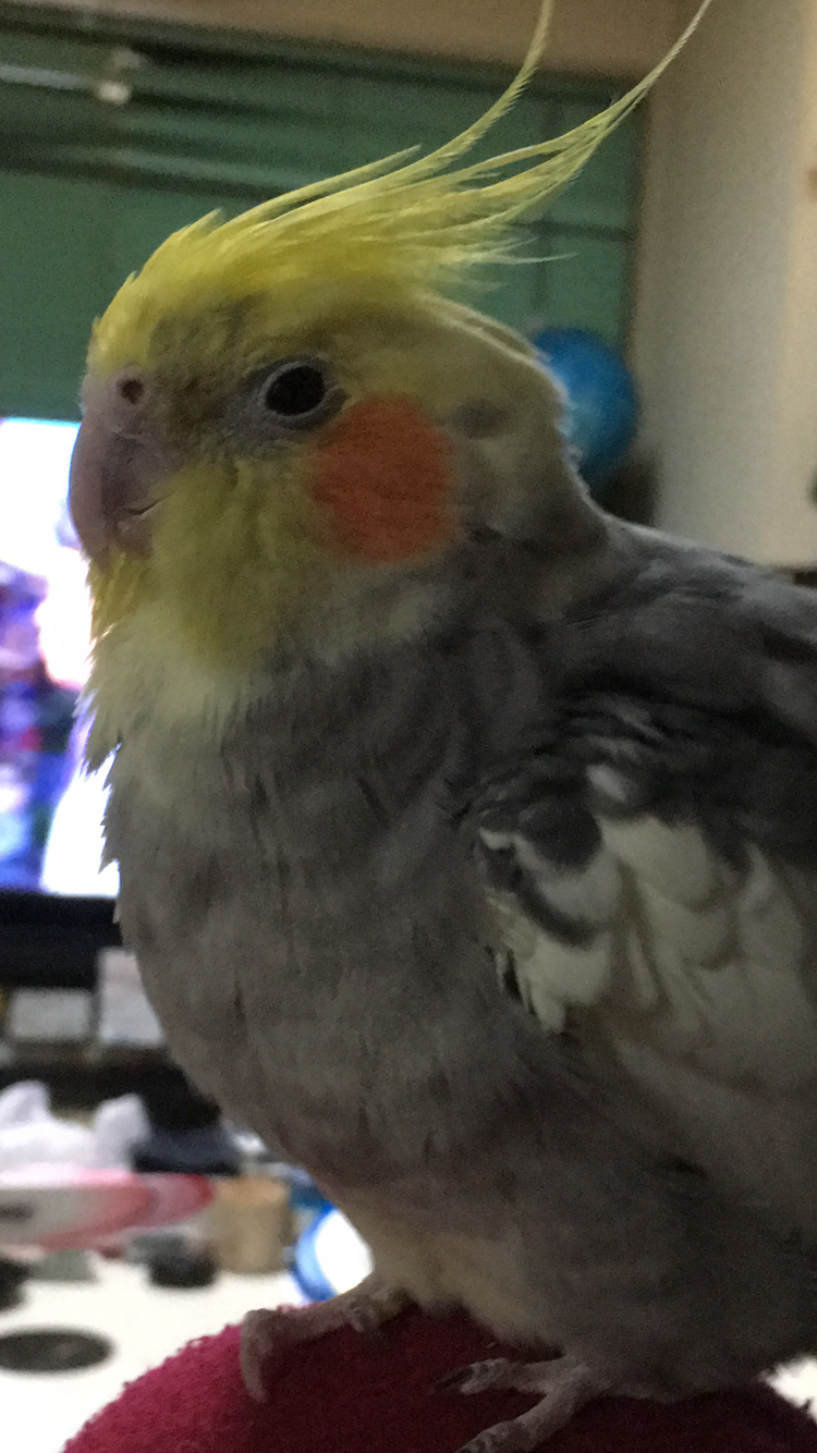 現在好きな動物ランキング1位の動物