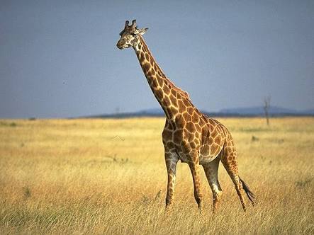現在好きな動物ランキング1位の動物
