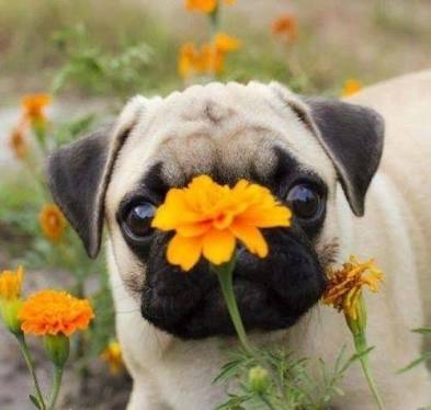 現在好きな動物ランキング1位の動物