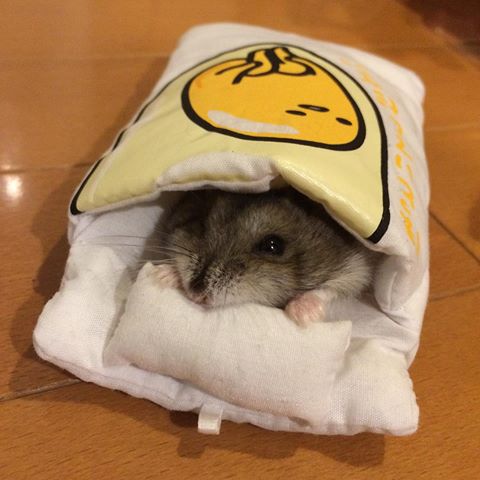 現在好きな動物ランキング1位の動物