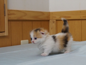 現在好きな動物ランキング1位の動物
