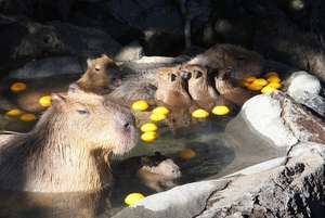 現在好きな動物ランキング1位の動物