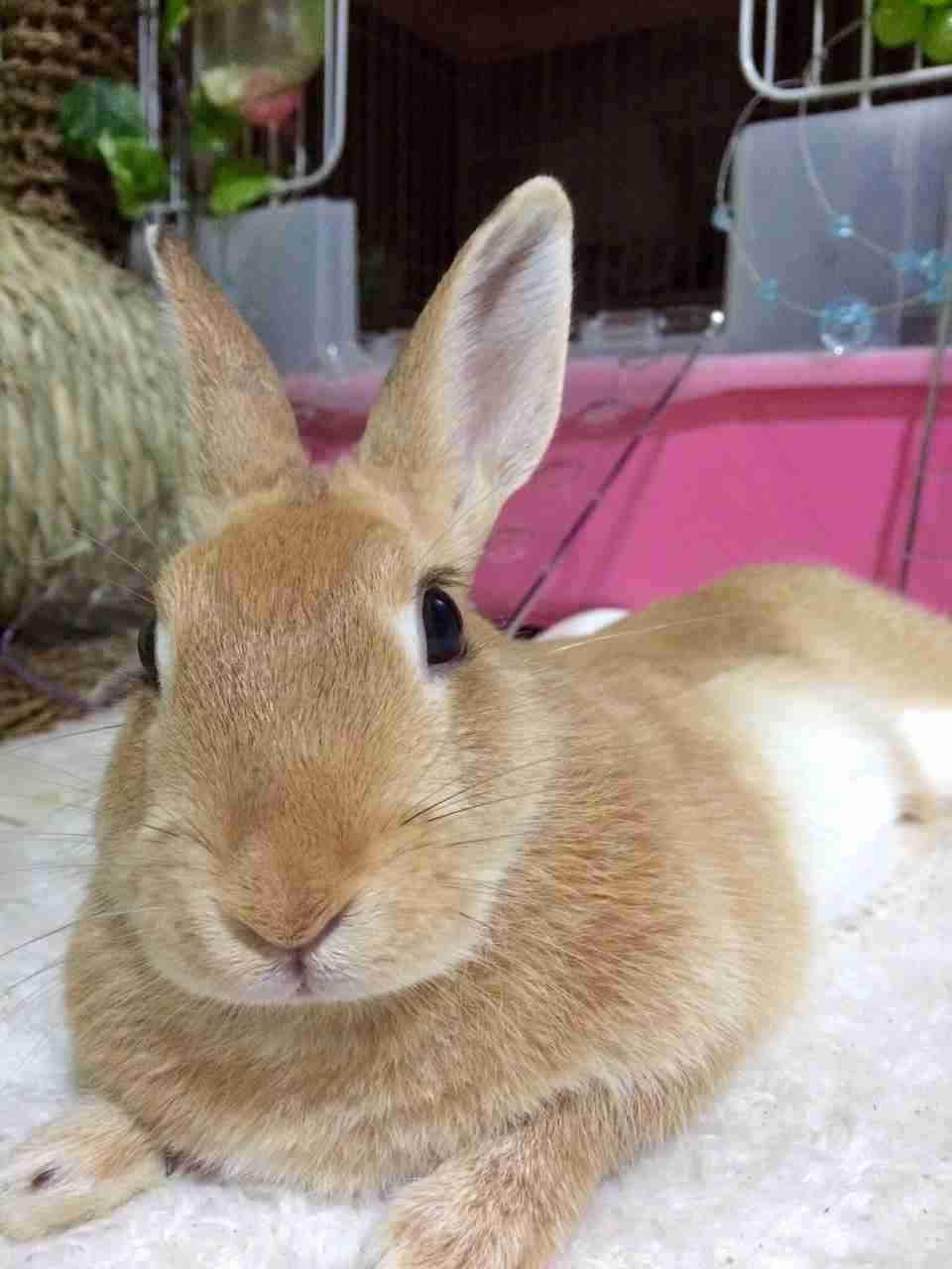 現在好きな動物ランキング1位の動物