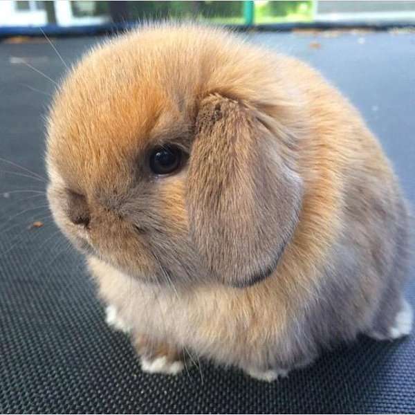 現在好きな動物ランキング1位の動物