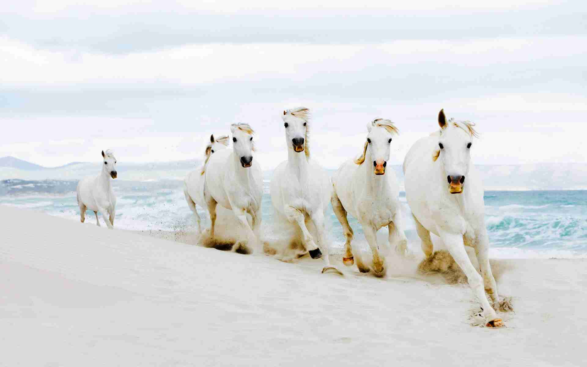 現在好きな動物ランキング1位の動物