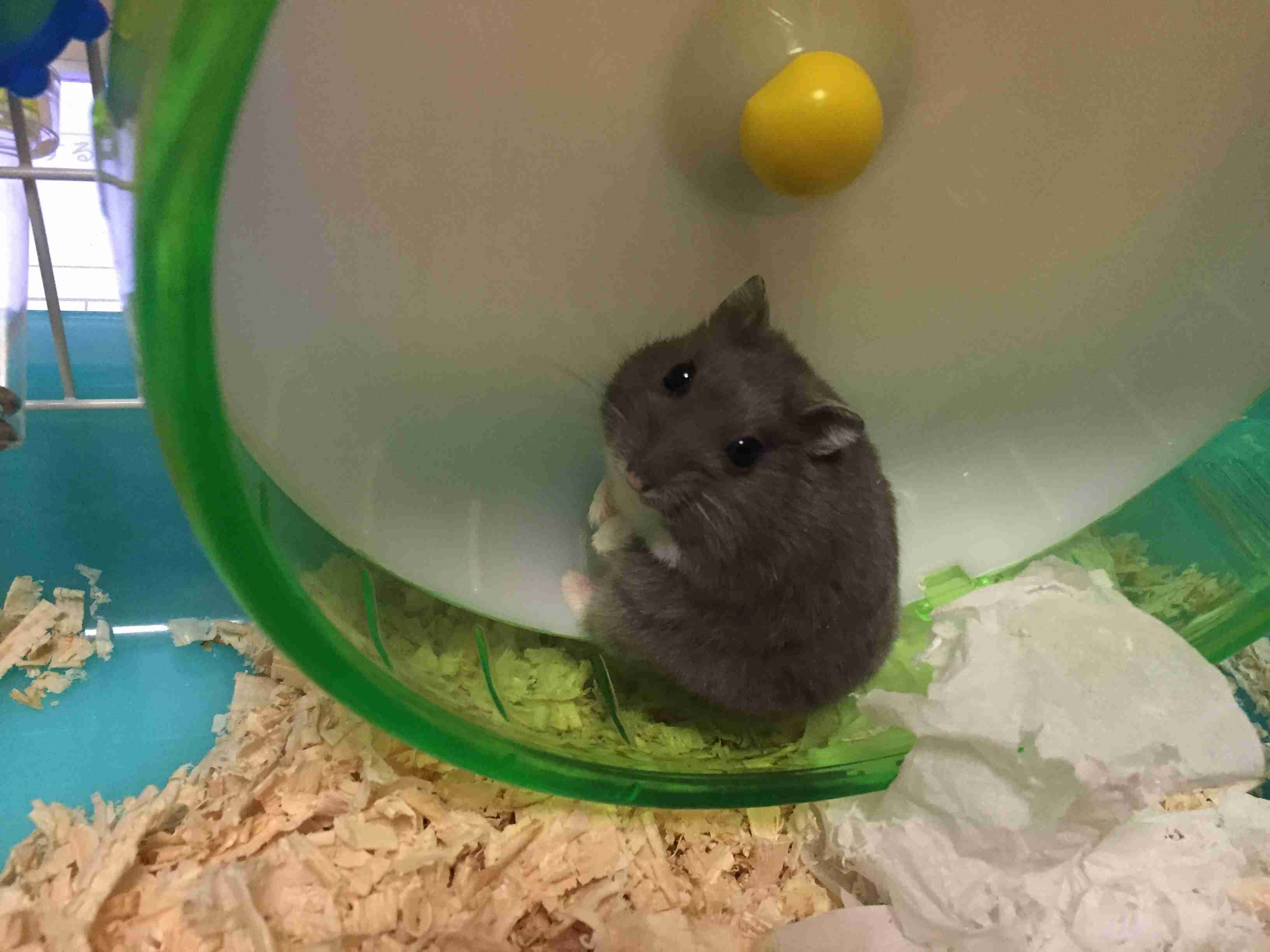 現在好きな動物ランキング1位の動物