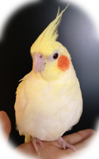 現在好きな動物ランキング1位の動物