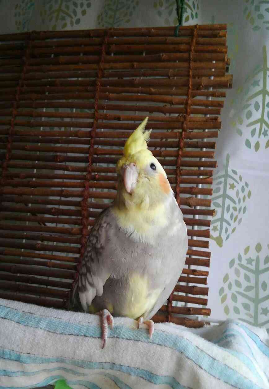 現在好きな動物ランキング1位の動物