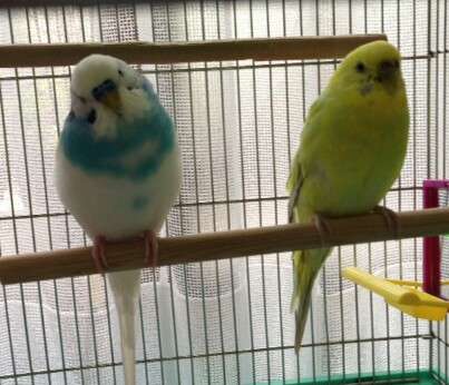 現在好きな動物ランキング1位の動物