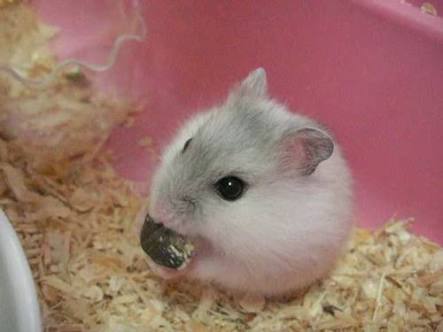 現在好きな動物ランキング1位の動物