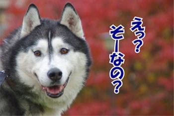 ポスト・チベットスナギツネ選手権！