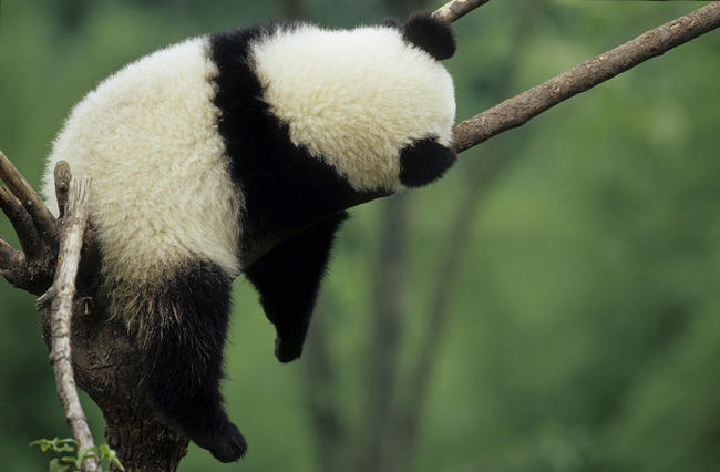 嵐・櫻井翔とテレ朝・小川彩佳アナに熱愛発覚