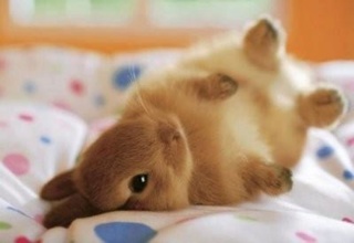 幸せそうな画像ください