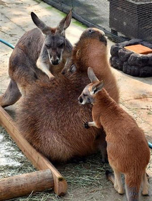 幸せそうな画像ください