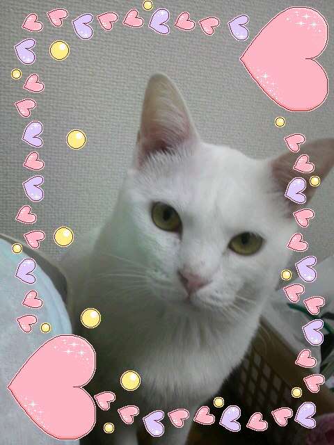 一番好きな猫キャラを教えてください