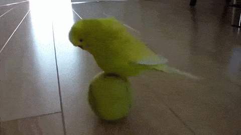 お気に入りのGIF画像を貼っていくトピ