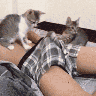 お気に入りのGIF画像を貼っていくトピ