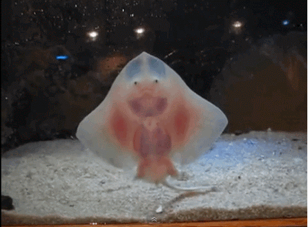 お気に入りのGIF画像を貼っていくトピ