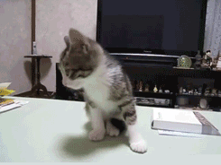 お気に入りのGIF画像を貼っていくトピ