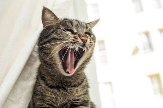 超絶目つき悪い猫の画像!