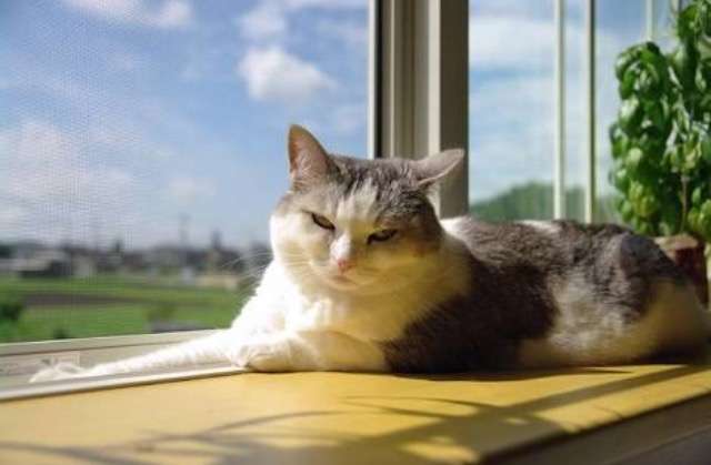 超絶目つき悪い猫の画像!