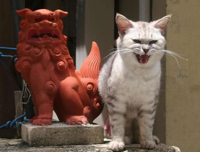 超絶目つき悪い猫の画像!