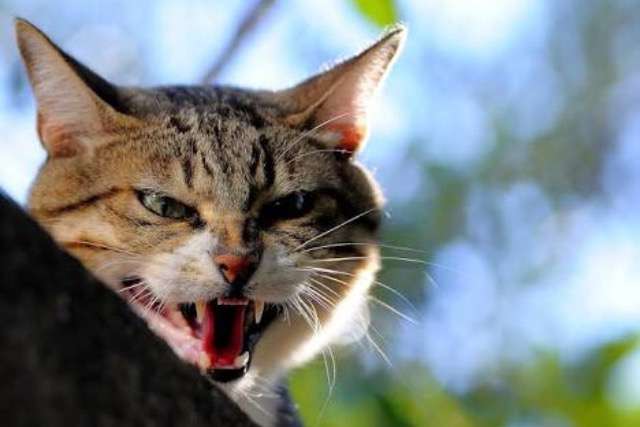 超絶目つき悪い猫の画像!