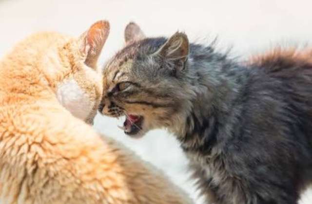 超絶目つき悪い猫の画像!