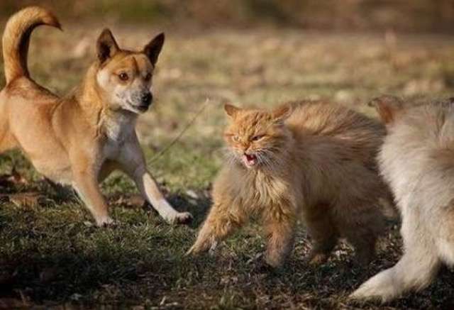 超絶目つき悪い猫の画像!