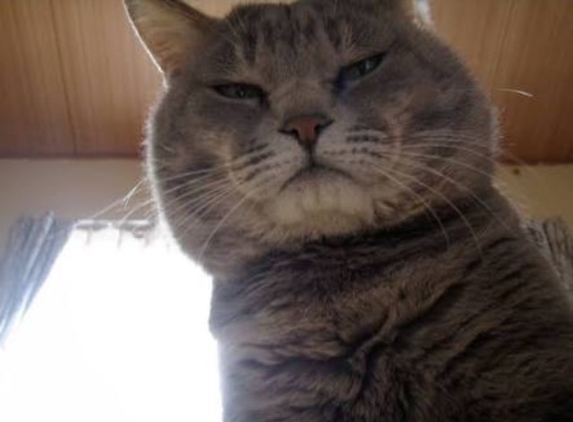 超絶目つき悪い猫の画像!