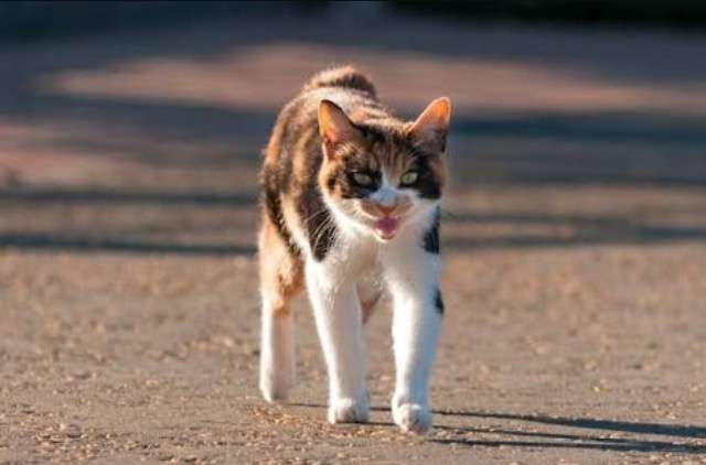 超絶目つき悪い猫の画像!