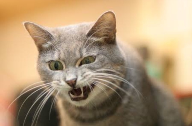 超絶目つき悪い猫の画像!