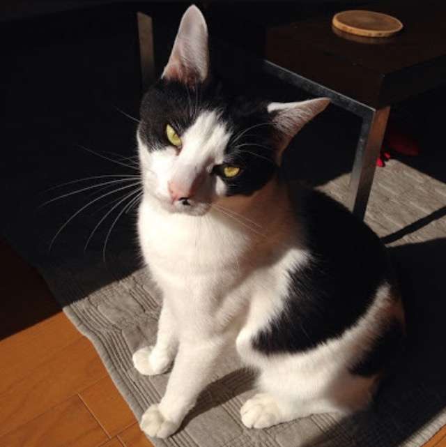 超絶目つき悪い猫の画像!