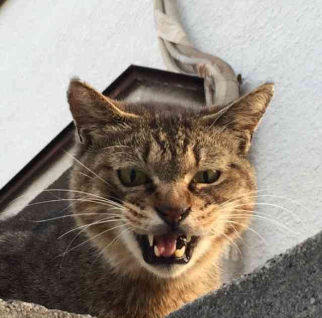 超絶目つき悪い猫の画像!