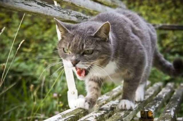 超絶目つき悪い猫の画像!