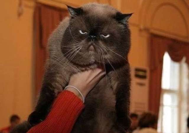 超絶目つき悪い猫の画像!