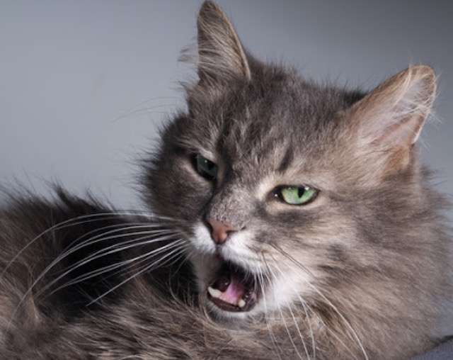超絶目つき悪い猫の画像!